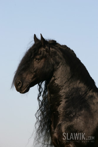 Friese_Jelte_144.JPG