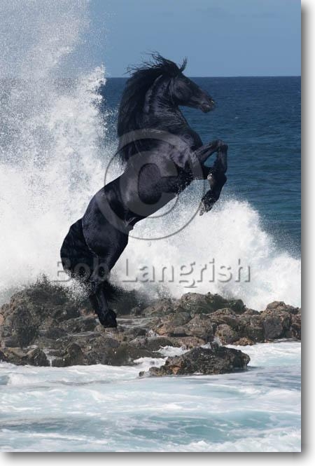 pic11SS_BlackMajesty.jpg