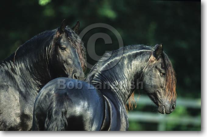 pic52Friesian%20Twin%20Lakes%20Ranch,%20TX.jpg