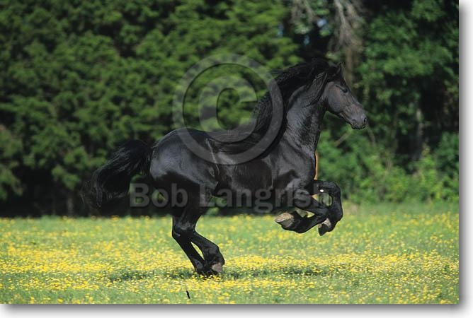 pic07Friesian%20Stallion%20%20-Drummond.jpg