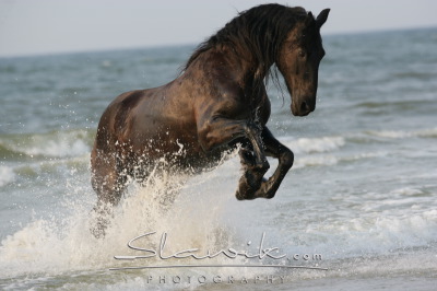 Friese_Sjoukje_60731.JPG