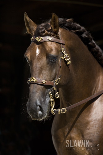 Lusitano Viriato 113.JPG