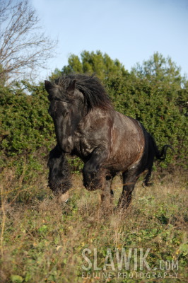 Mulassier_Poitevin_010775.JPG