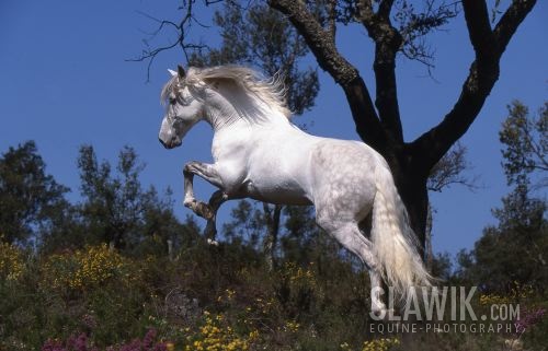 Lusistano_Sanguinheira_Portugal_028.JPG