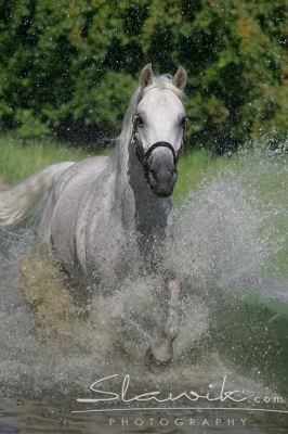 Lipizzaner Pluto Robina 807130.JPG