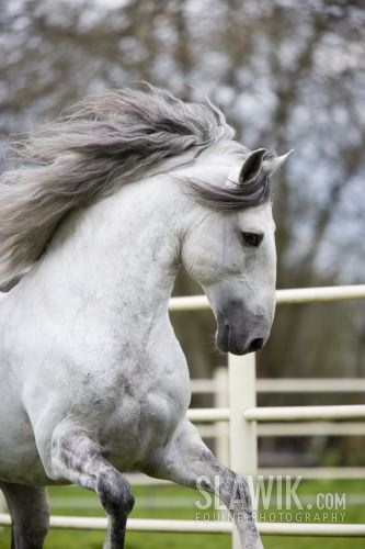 Lusitano_Numerario_082.JPG