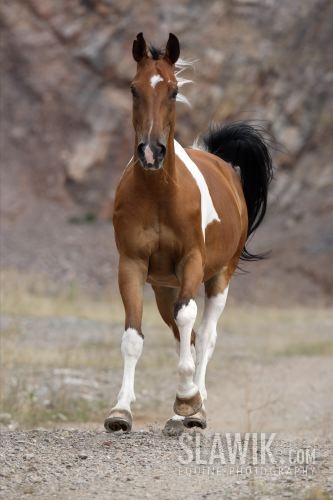 Tschech_Warmblut_West_88.JPG