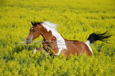 Pinto_West_4074.JPG