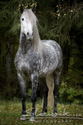 Lusitano_Rufia_110727.JPG