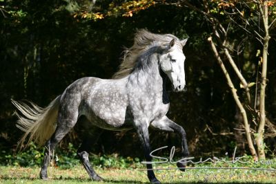 Lusitano_Rufia_100764.JPG