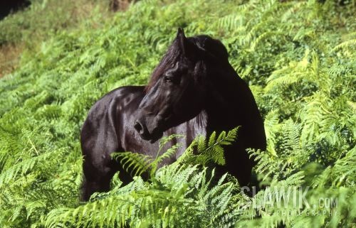 Percheron 241.JPG