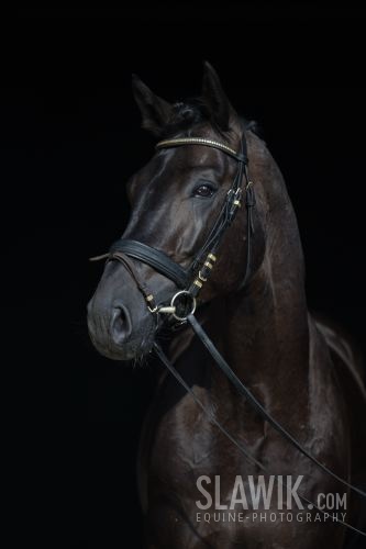 Tschech Warmblut Corrado7.JPG