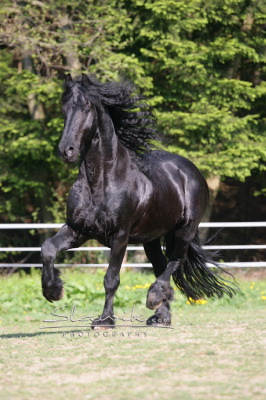 Friese_Marco_40776.JPG
